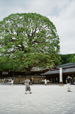 olympus µ[mju:]-iii 120 fujifilm 400 meiji jingu, tokyo, jpn